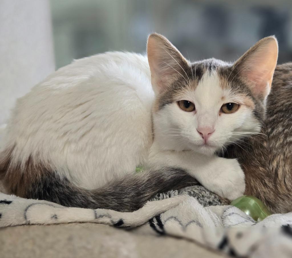 Eagle, a Adoptable mixed breed in Viroqua, WI image 6/6