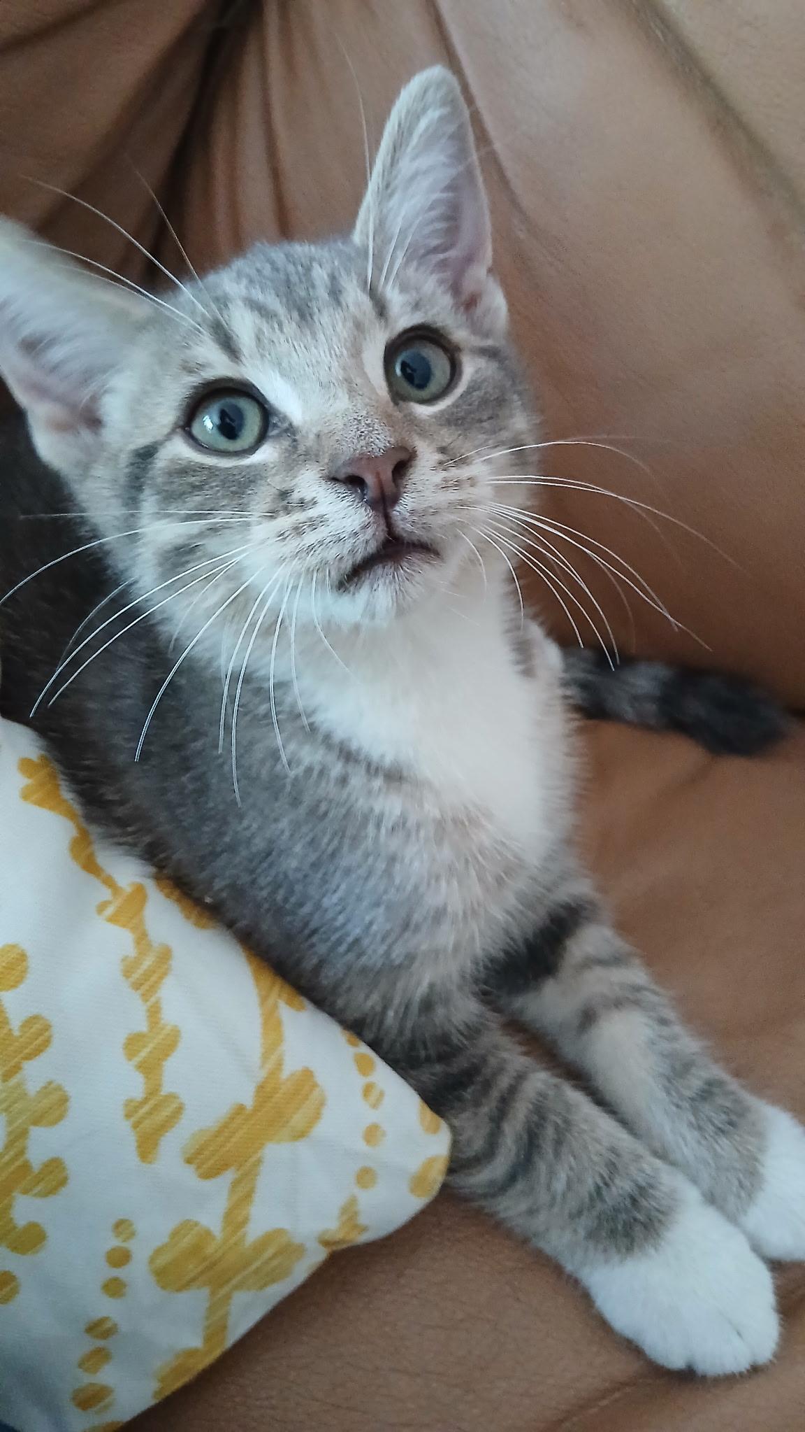 Enlarge O'Malley, a Adoptable Domestic Short Hair in Montreal, QC image 5/6