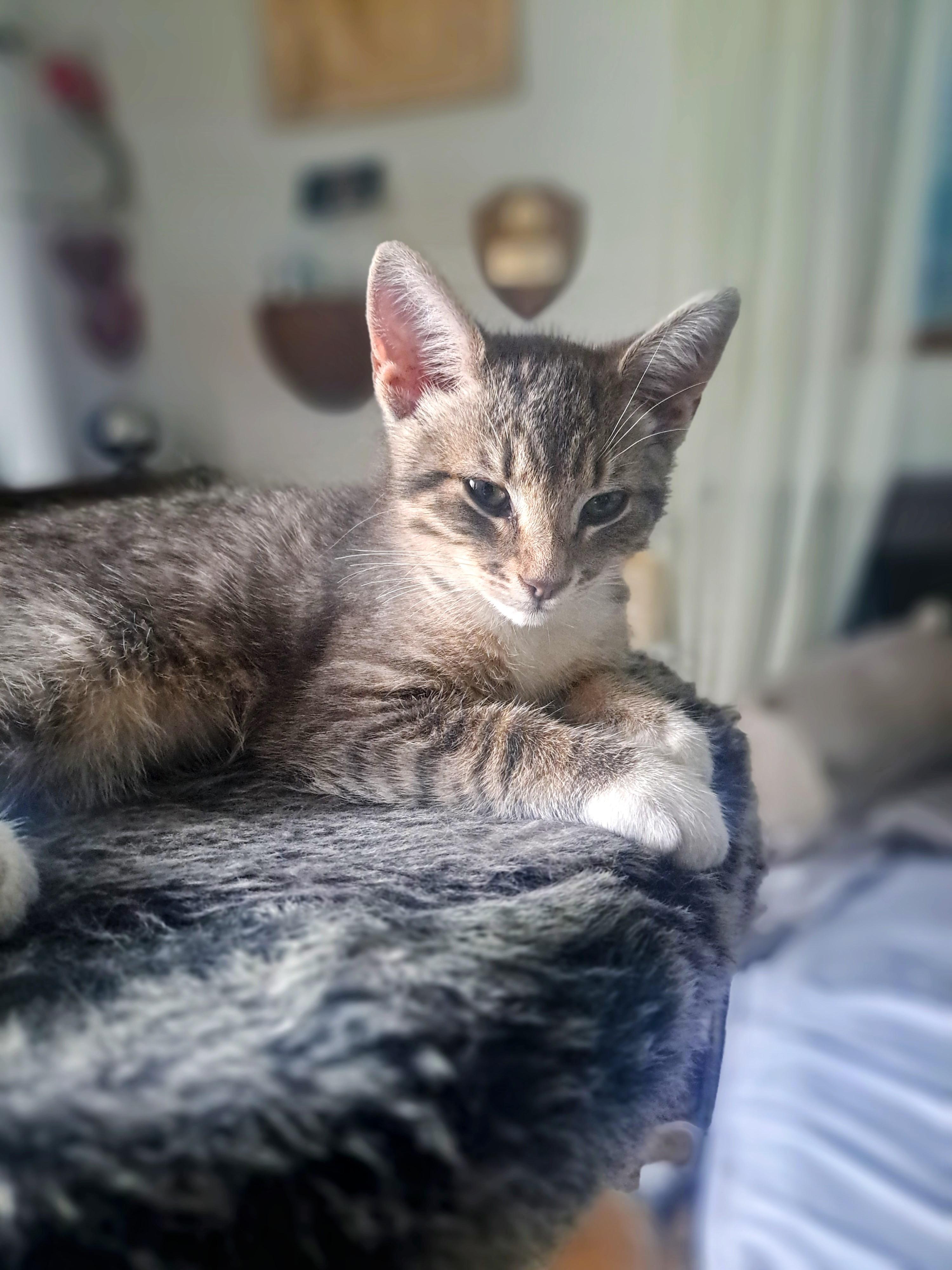 Enlarge O'Malley, a Adoptable Domestic Short Hair in Montreal, QC image 4/6