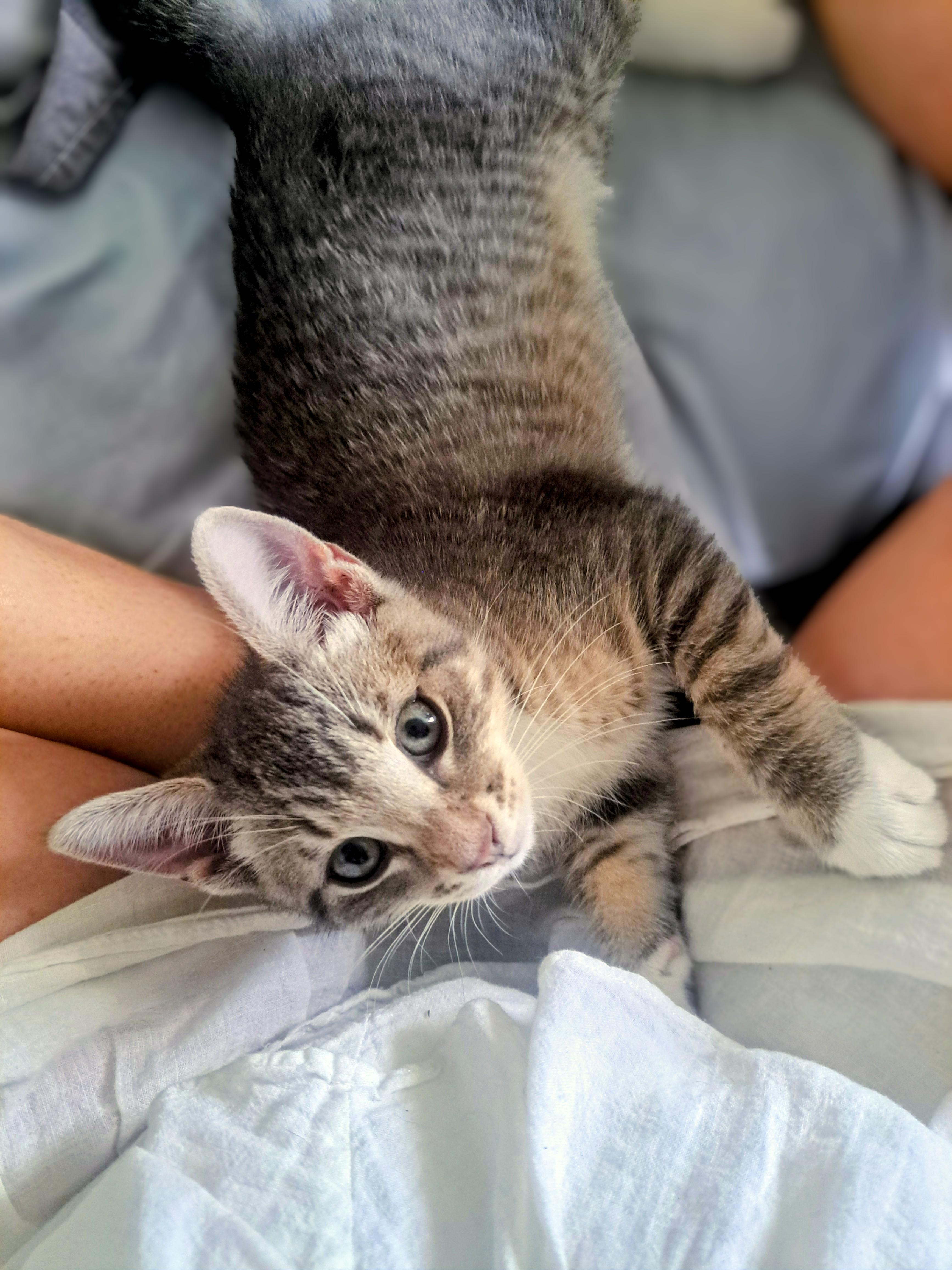 Enlarge O'Malley, a Adoptable Domestic Short Hair in Montreal, QC image 1/6