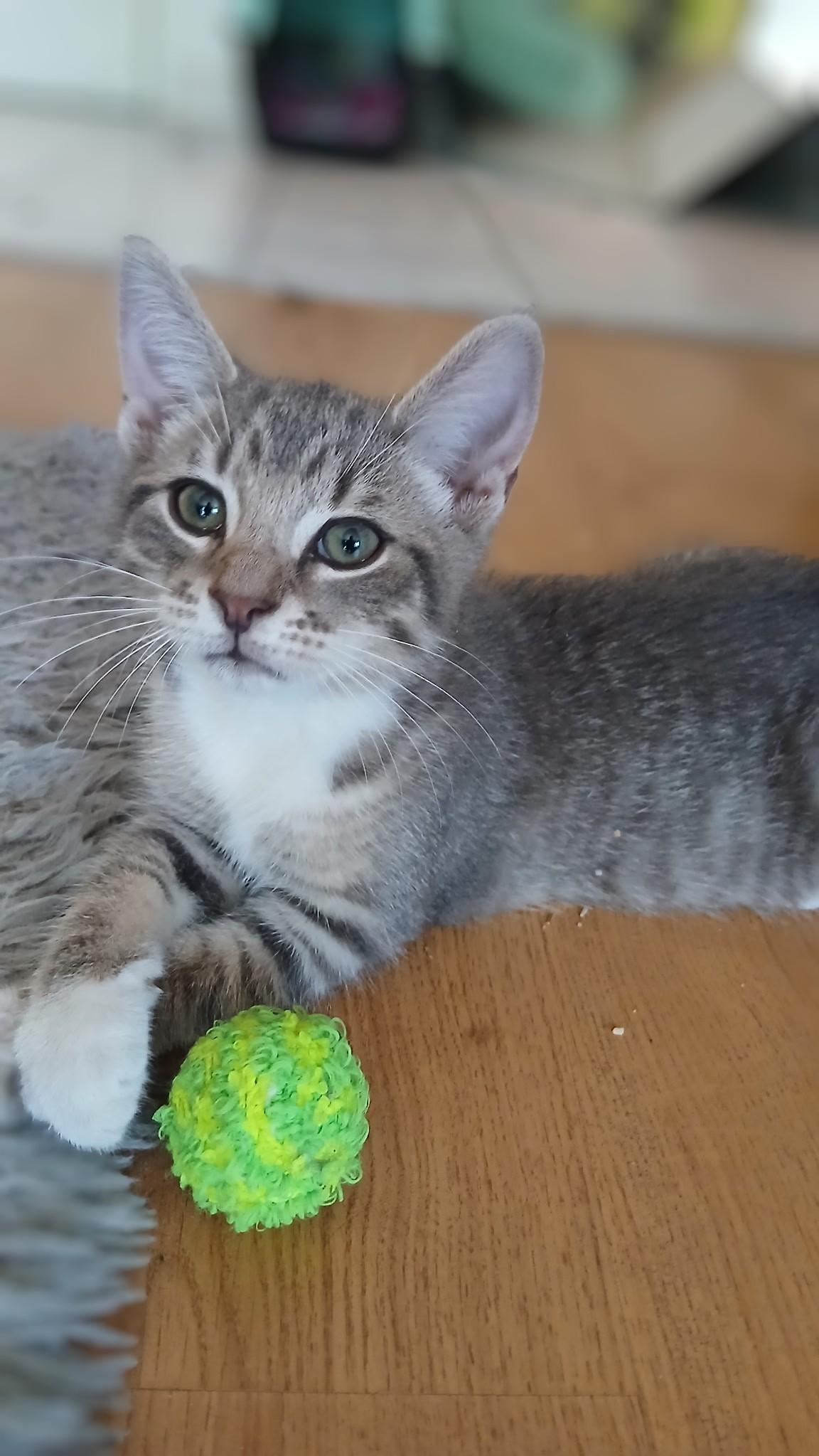 Enlarge O'Malley, a Adoptable Domestic Short Hair in Montreal, QC image 2/6