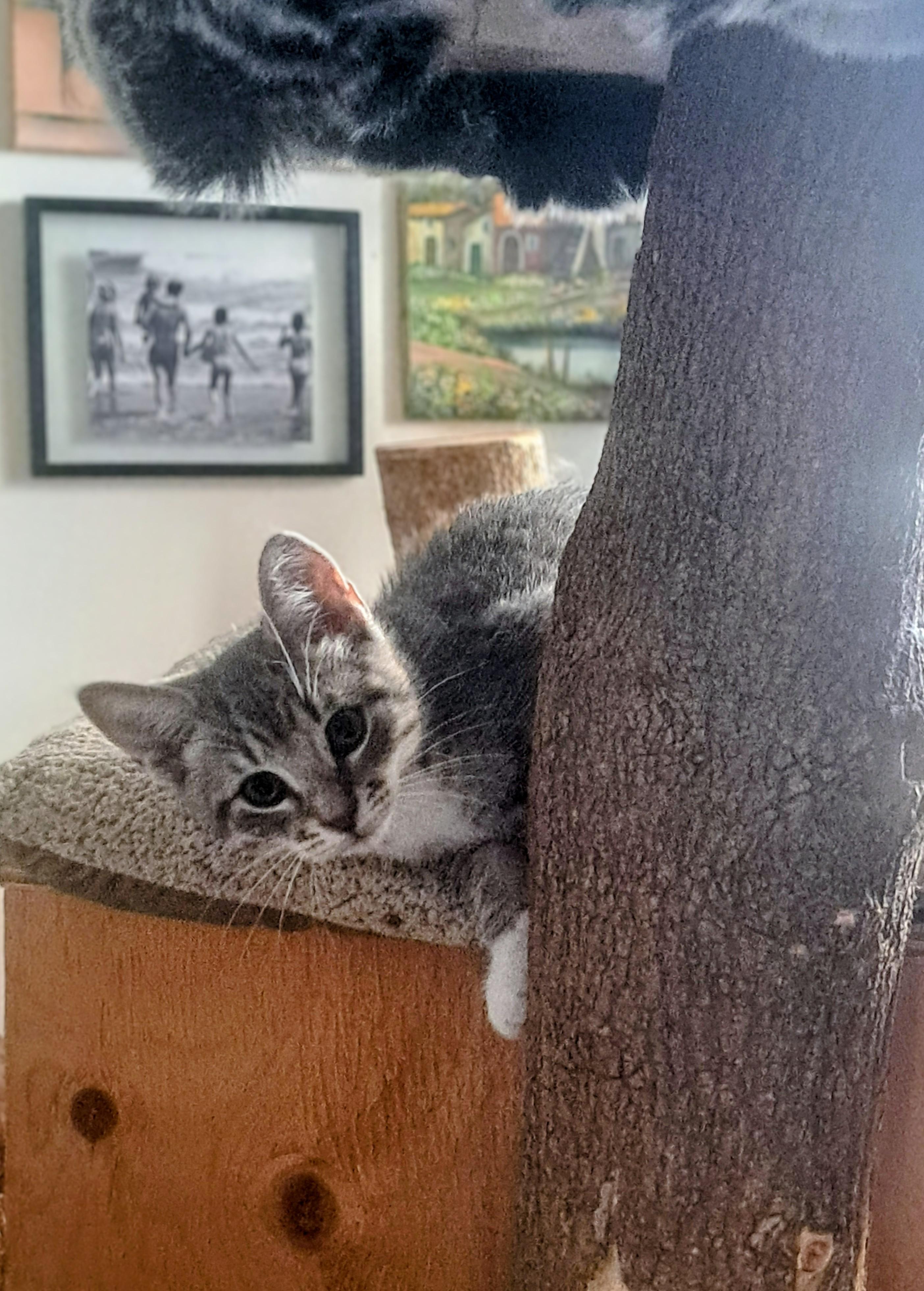 Enlarge O'Malley, a Adoptable Domestic Short Hair in Montreal, QC image 6/6