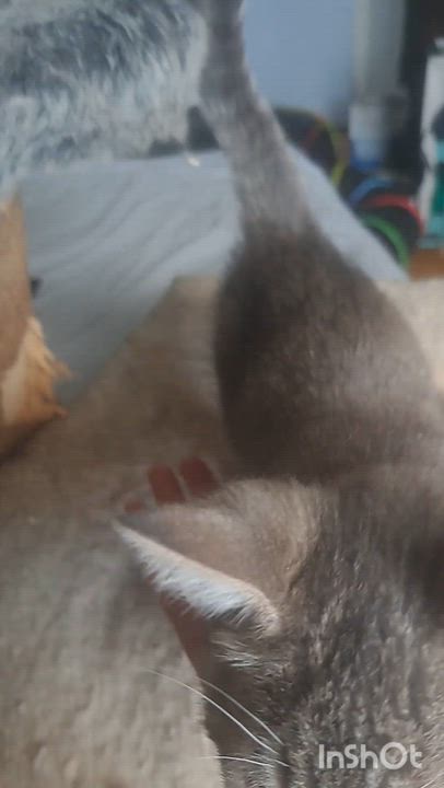 Enlarge O'Malley, a Adoptable Domestic Short Hair in Montreal, QC video 3/6