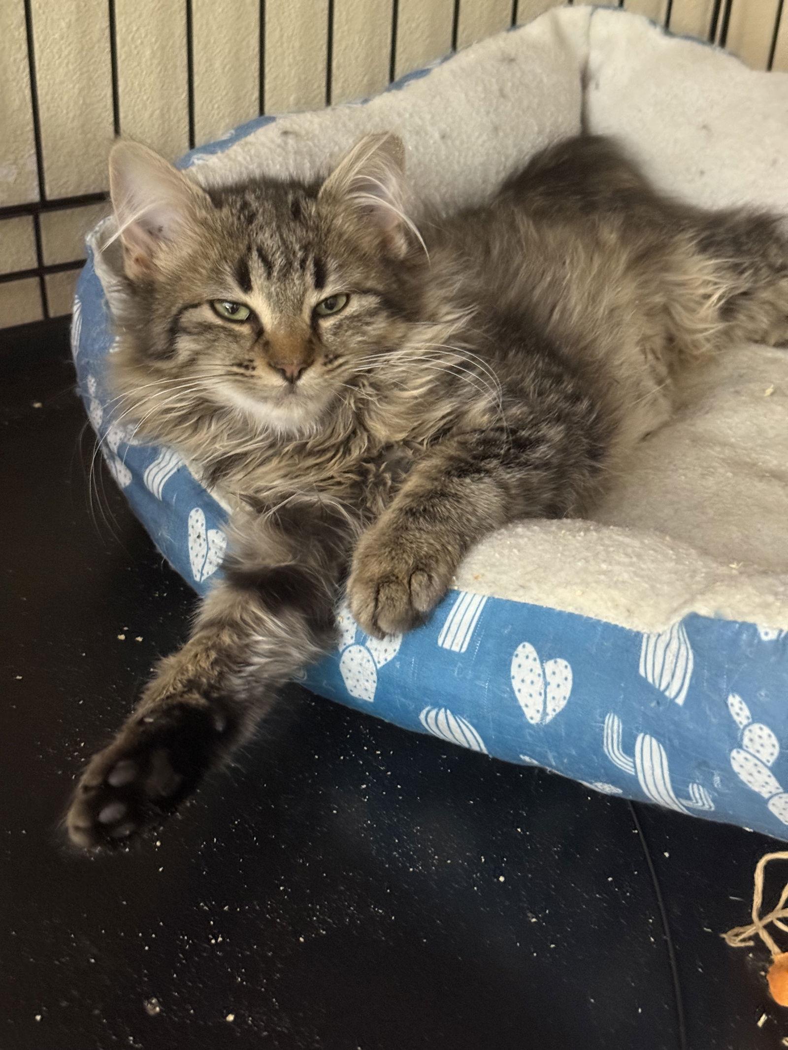 Mistletoe, Adopted, Young Female Domestic Medium Hair.