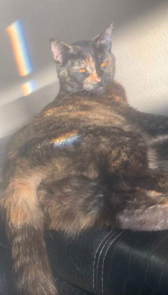 Persephone, a Adoptable Domestic Short Hair in Battle Ground, WA image 1/2