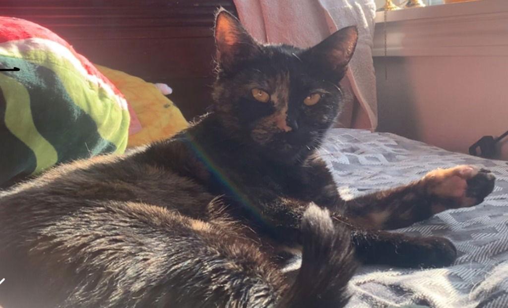 Persephone, a Adoptable Domestic Short Hair in Battle Ground, WA image 2/2