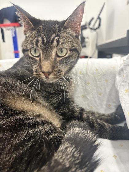 Enlarge Charlie, a Adoptable mixed breed in Chicago, IL image 1/1