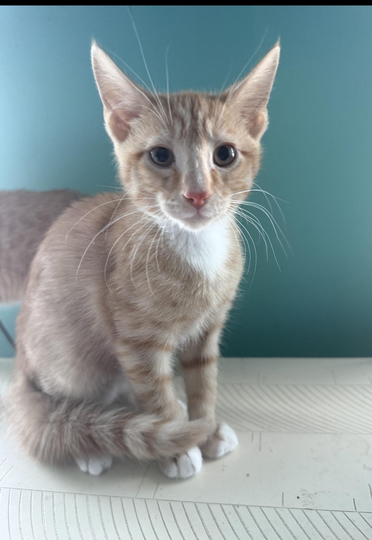 Skeeter, Adopted, Kitten Male Domestic Short Hair.