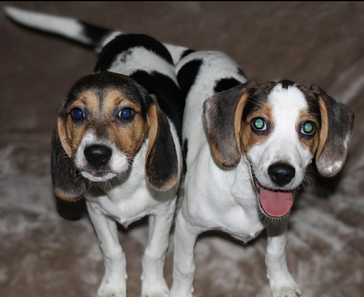 Enlarge Bandit, a Adoptable mixed breed in Winston-Salem, NC image 4/6