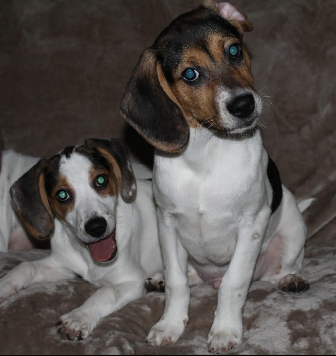 Enlarge Bandit, a Adoptable mixed breed in Winston-Salem, NC image 6/6