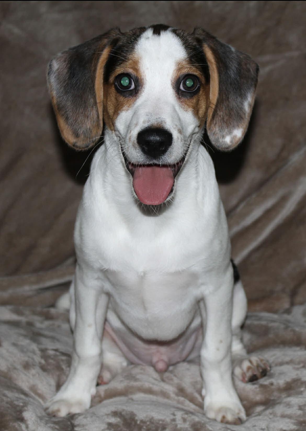 Bandit, Adoptable, Puppy Male Beagle & Jack Russell Terrier.