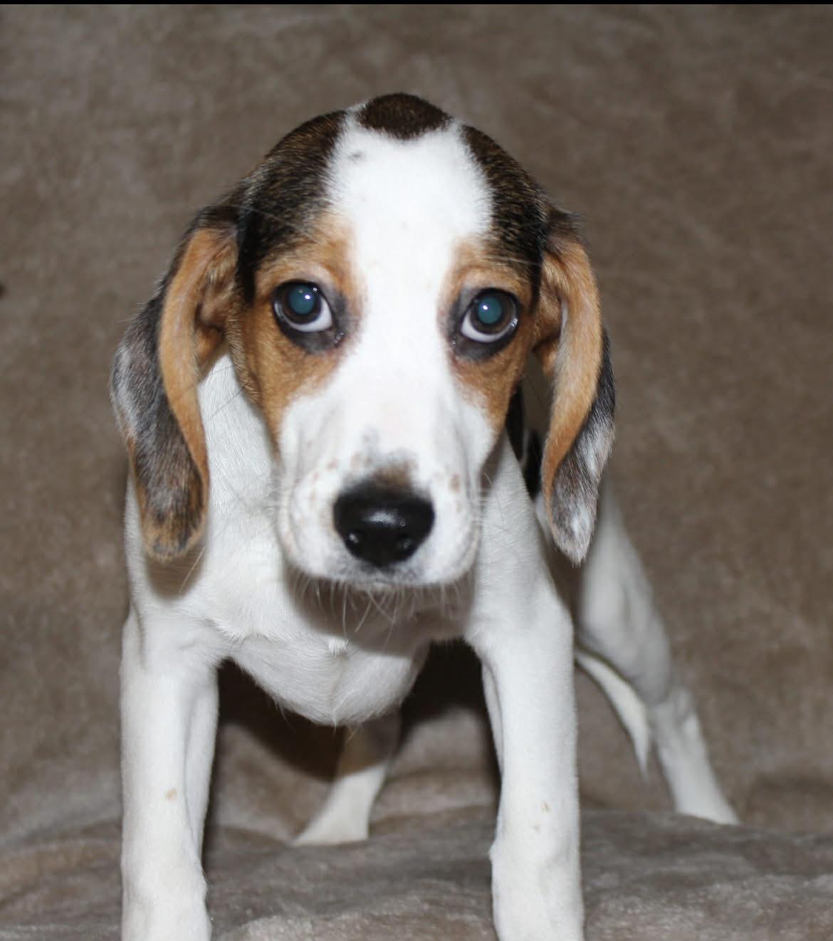 Enlarge Bandit, a Adoptable mixed breed in Winston-Salem, NC image 3/6