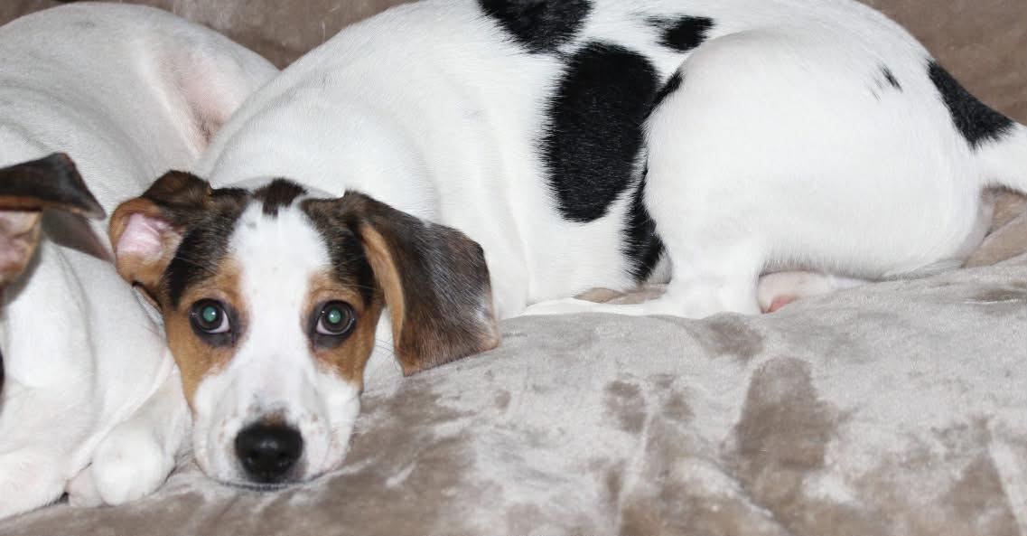 Enlarge Bandit, a Adoptable mixed breed in Winston-Salem, NC image 2/6