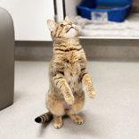 Dipsy, a ADOPTABLE Domestic Short Hair in Hilliard, OH image 1/3