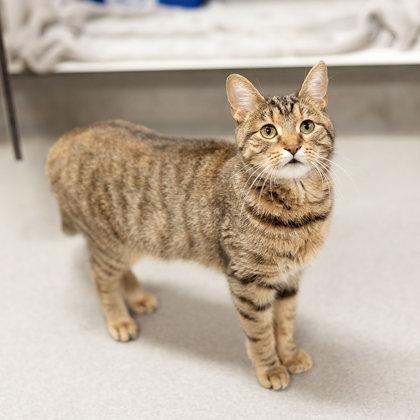 Dipsy, a ADOPTABLE Domestic Short Hair in Hilliard, OH image 2/3