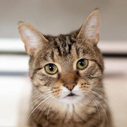 Dipsy, a ADOPTABLE Domestic Short Hair in Hilliard, OH image 3/3