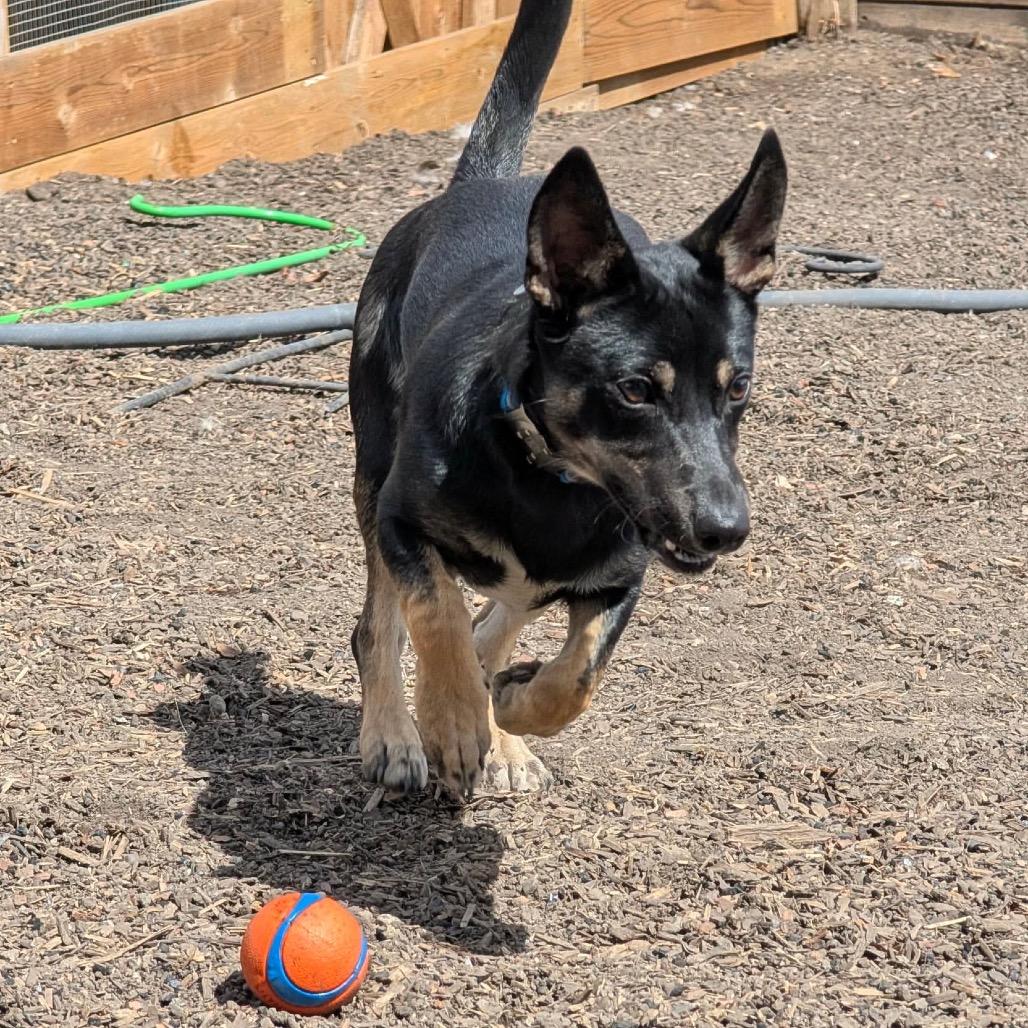 Chili, Adoptable, Young Male Mixed Breed.