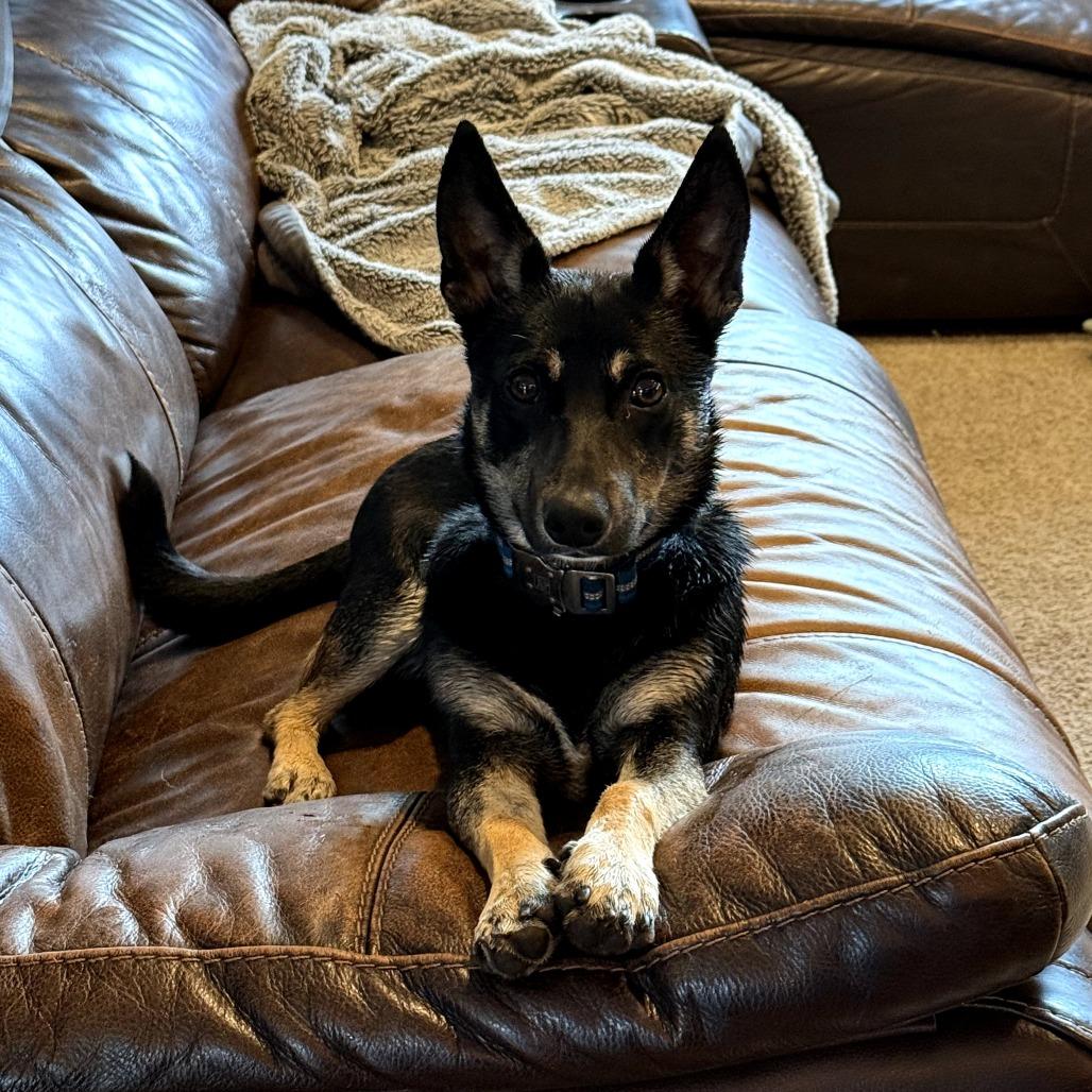Chili, a Adoptable Mixed Breed in Calgary, AB image 2/5