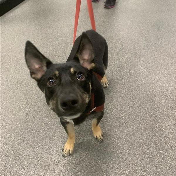 Chili, a Adoptable Mixed Breed in Calgary, AB image 3/5