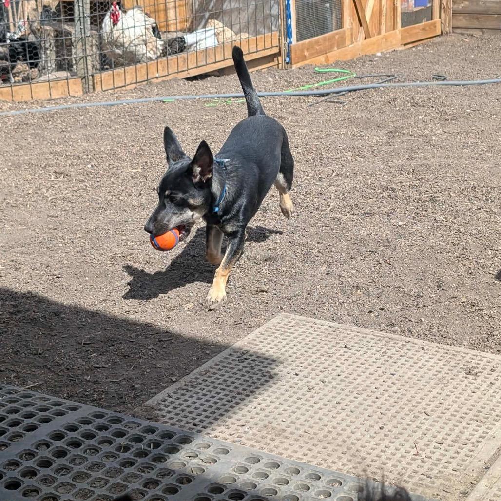 Chili, a Adoptable Mixed Breed in Calgary, AB image 4/5
