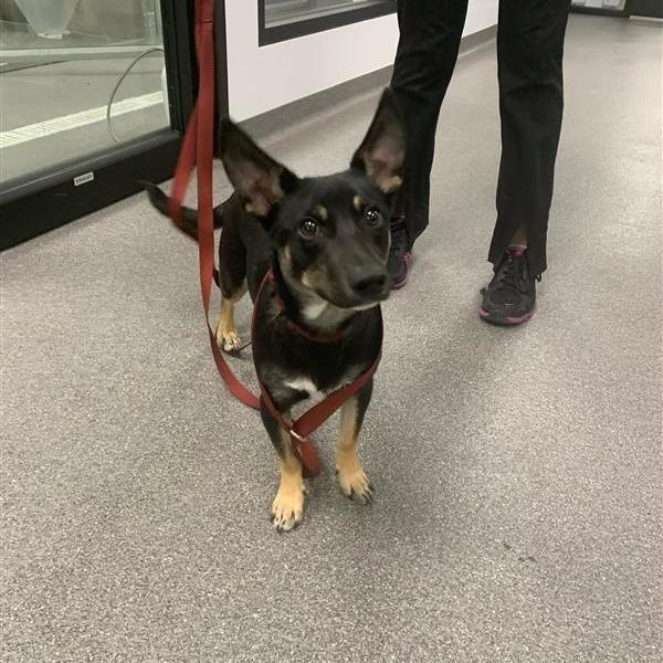 Chili, a Adoptable Mixed Breed in Calgary, AB image 5/5