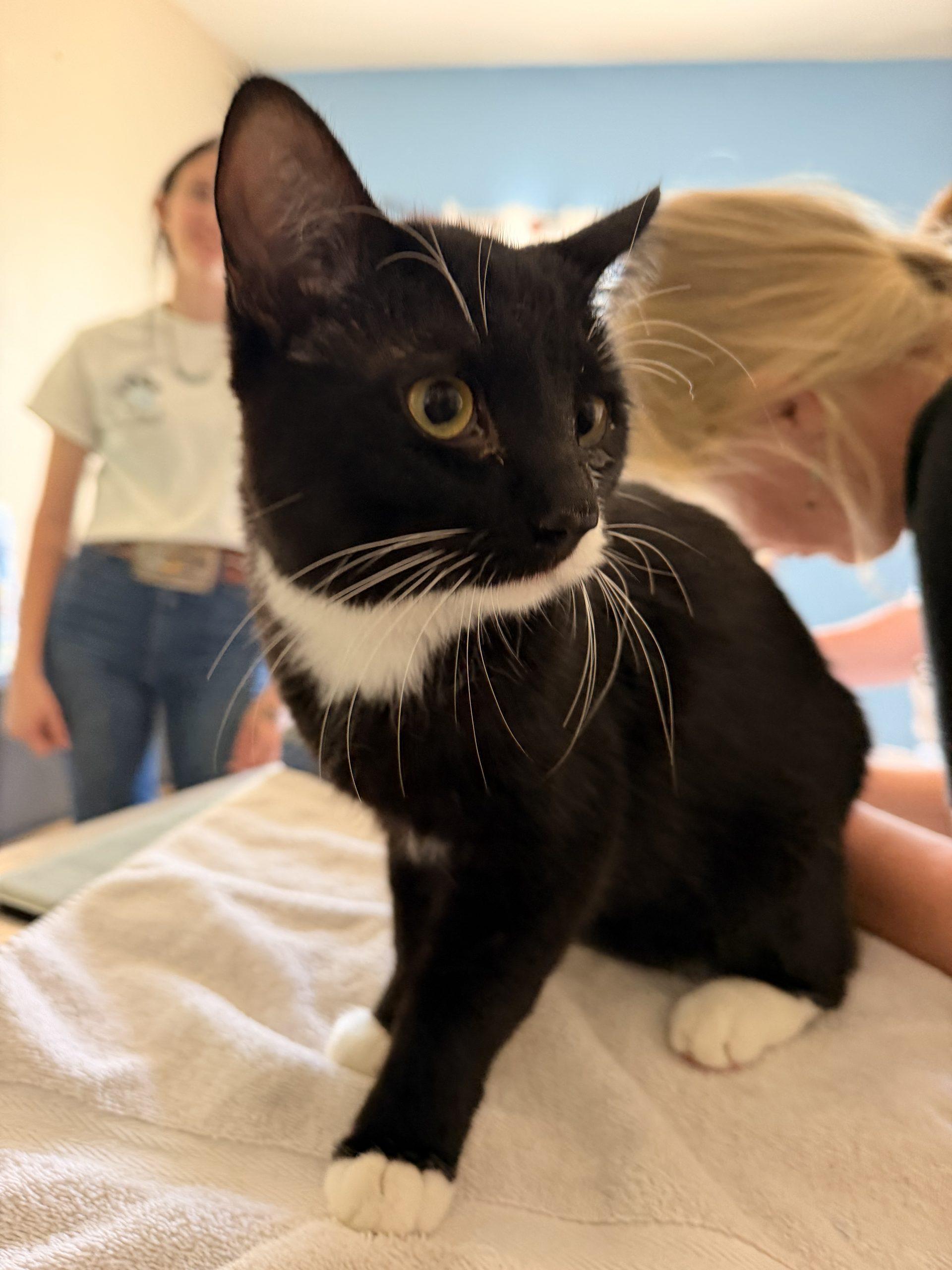 Jerry, Adoptable, Kitten Male Domestic Short Hair.