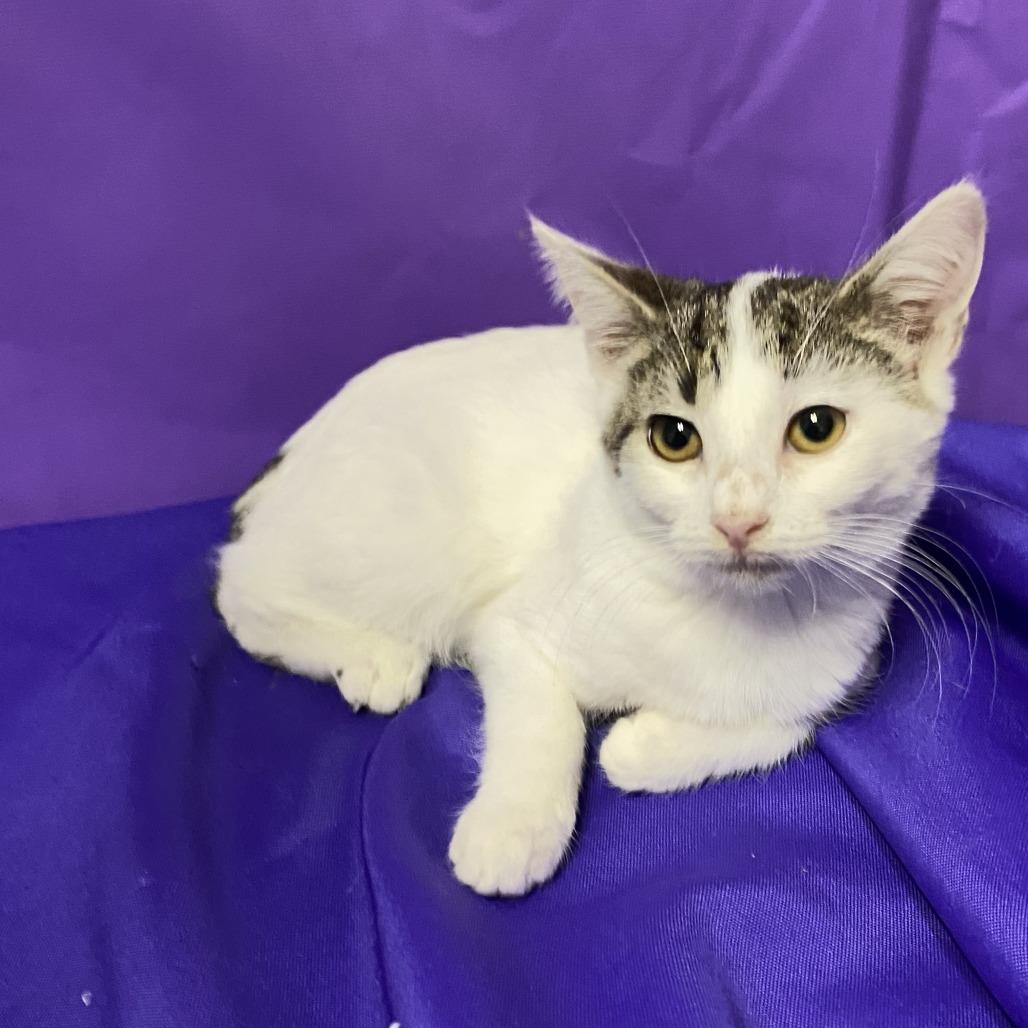 Vessy, Adoptable, Kitten Female Domestic Short Hair.