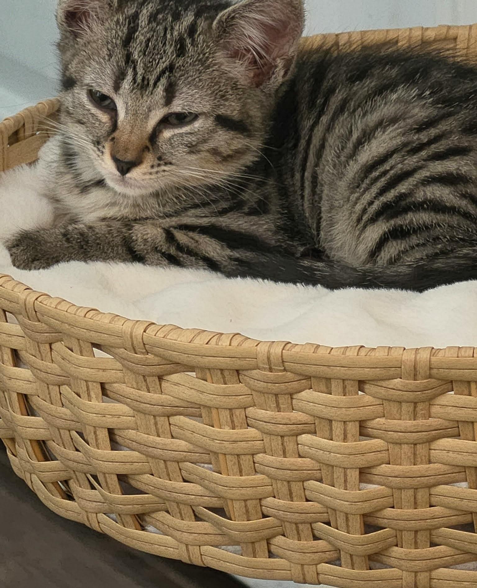 Enlarge Maggie, a Adoptable Tabby in Granite Falls, NC image 1/6
