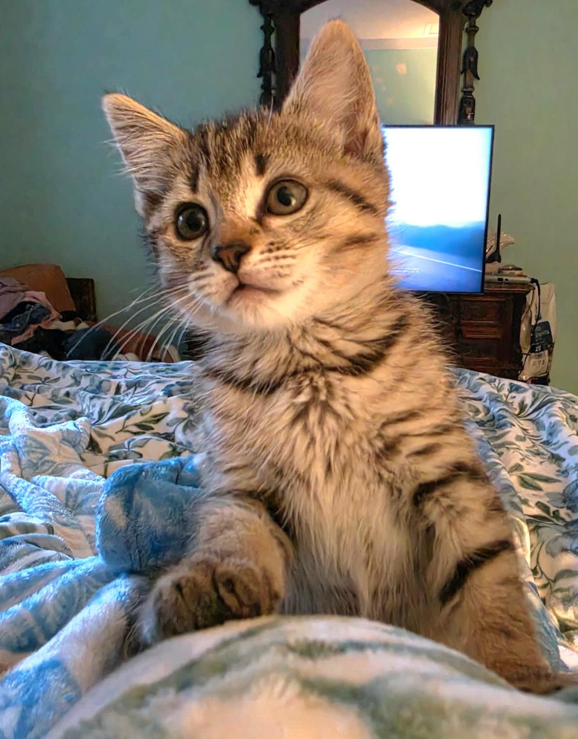 Enlarge Maggie, a Adoptable Tabby in Granite Falls, NC image 2/6