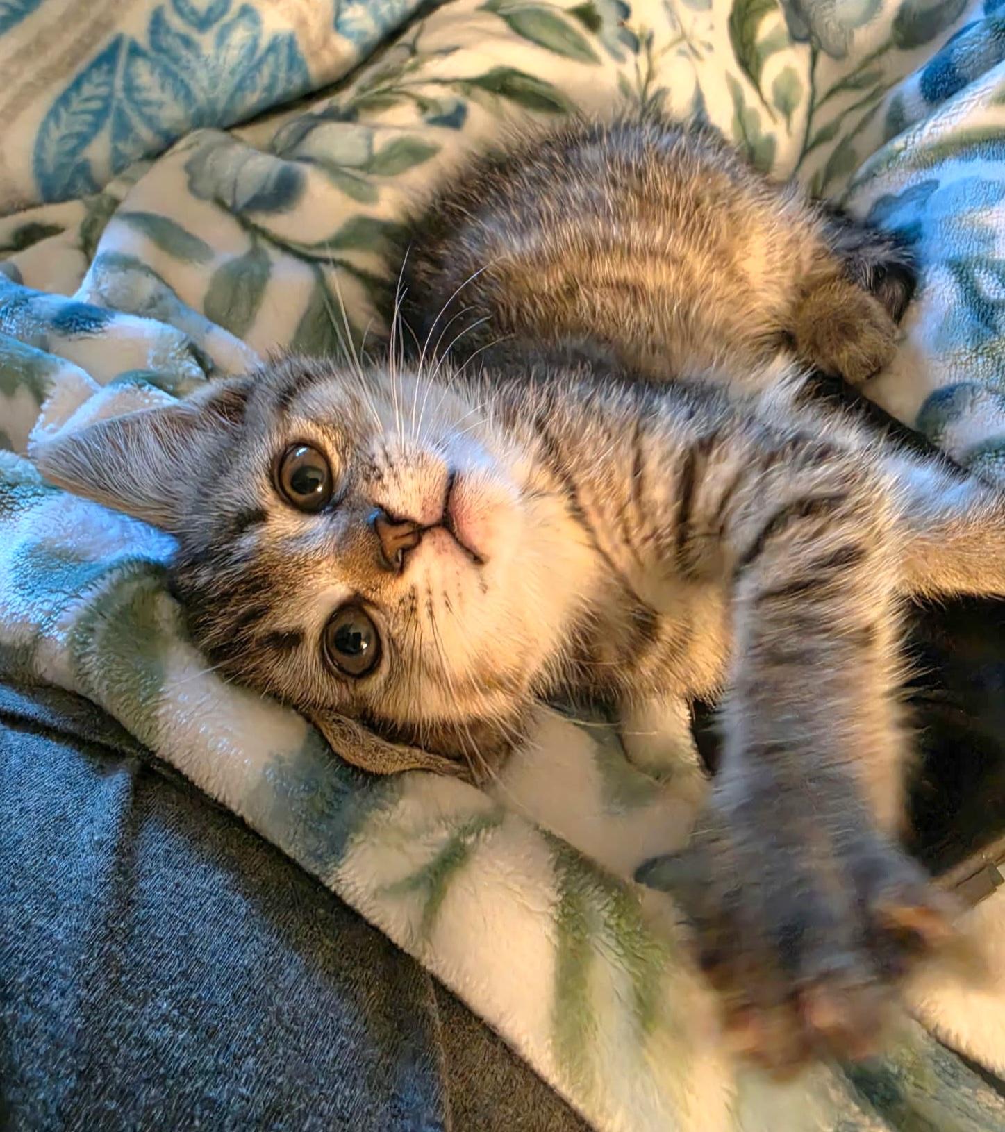 Enlarge Maggie, a Adoptable Tabby in Granite Falls, NC image 4/6