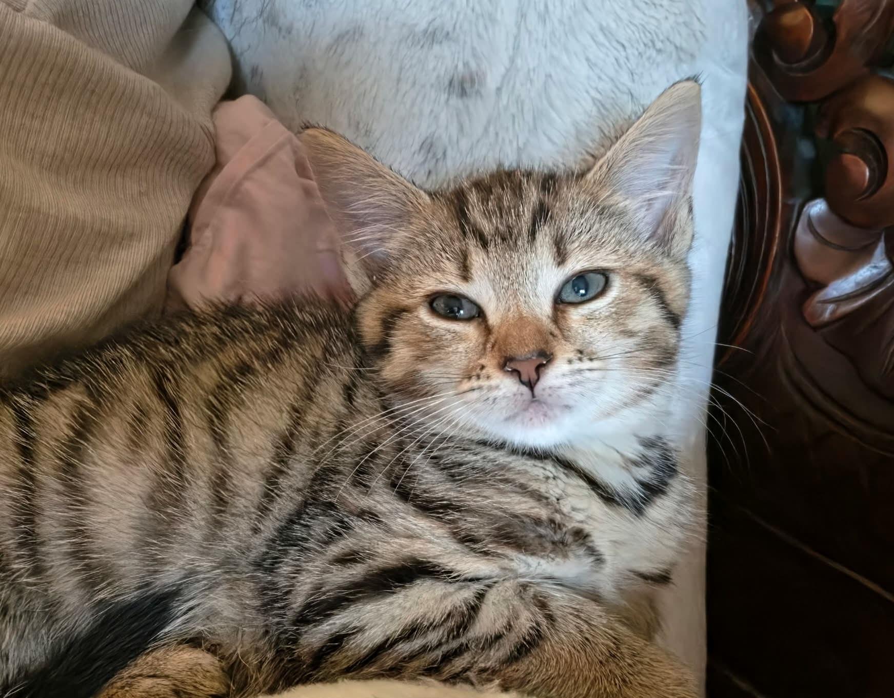 Enlarge Maggie, a Adoptable Tabby in Granite Falls, NC image 3/6