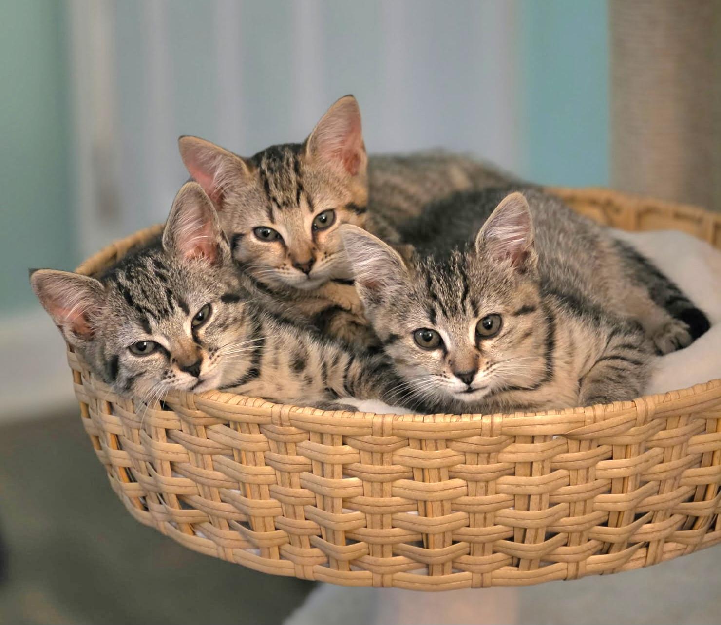 Enlarge Maggie, a Adoptable Tabby in Granite Falls, NC image 5/6