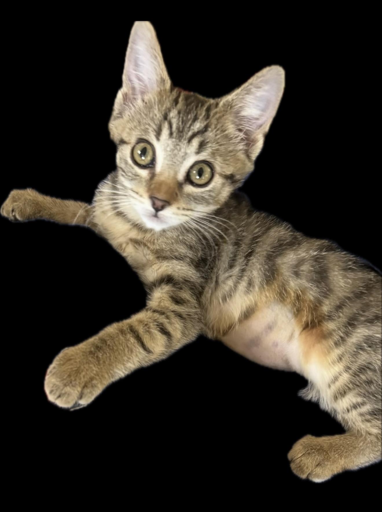 Enlarge Apple, a Adopted Domestic Short Hair in Hurricane, UT image 1/5