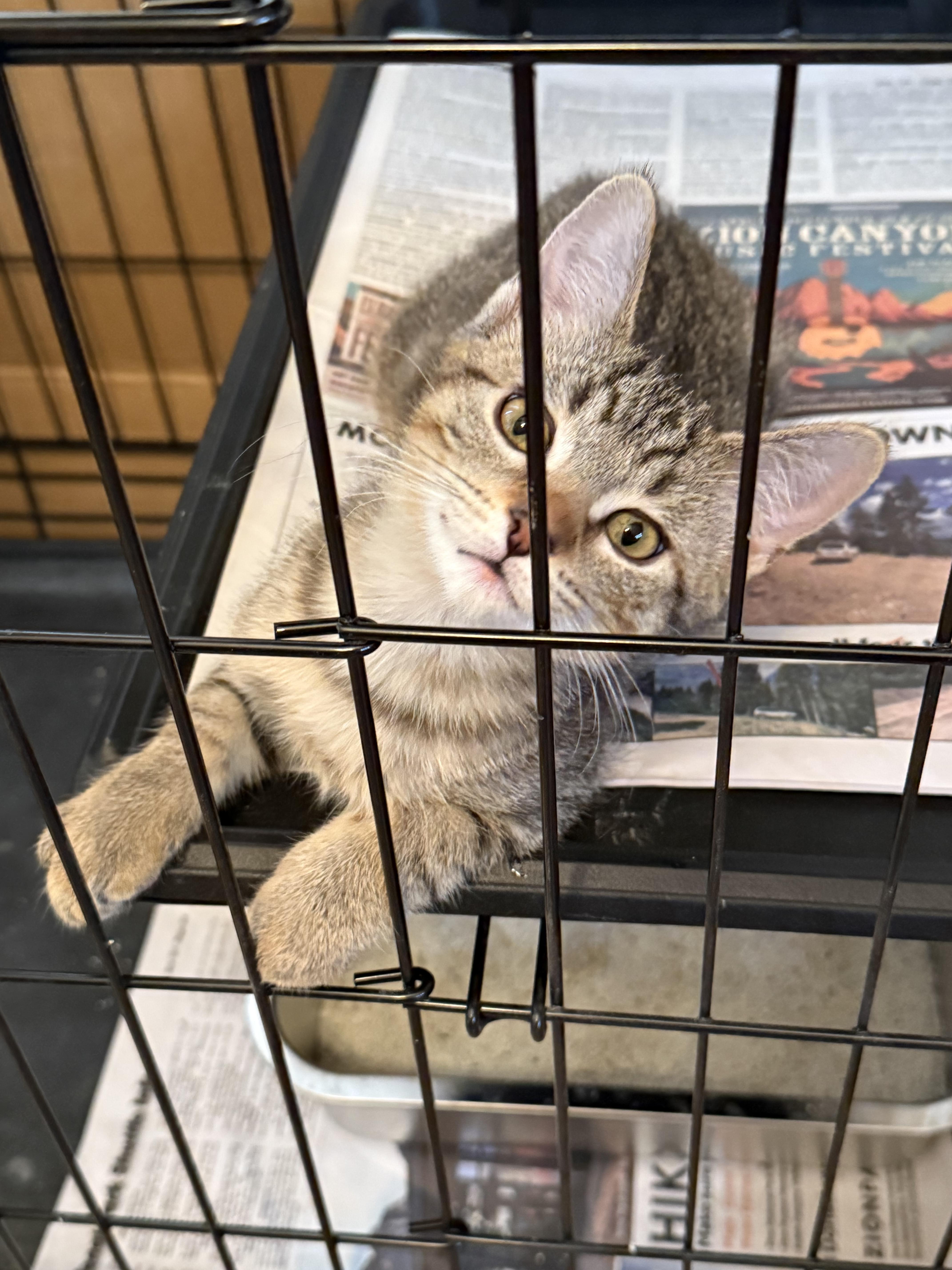 Enlarge Apple, a Adopted Domestic Short Hair in Hurricane, UT image 2/5