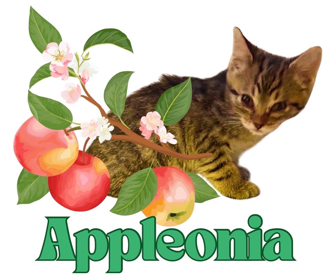 Enlarge Apple, a Adopted Domestic Short Hair in Hurricane, UT image 3/5