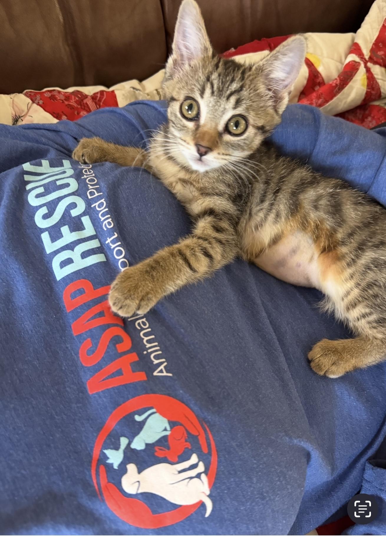 Enlarge Apple, a Adopted Domestic Short Hair in Hurricane, UT image 4/5