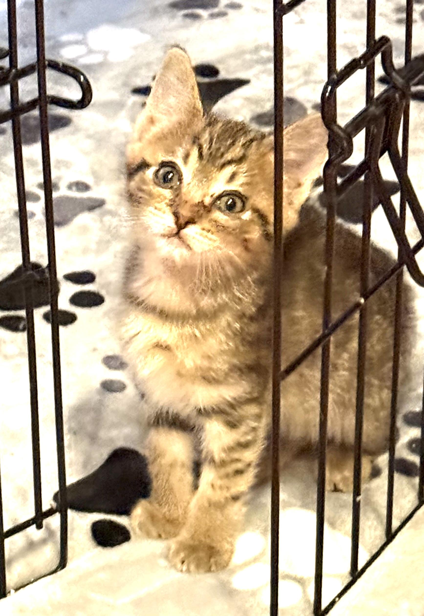 Enlarge Apple, a Adopted Domestic Short Hair in Hurricane, UT image 5/5