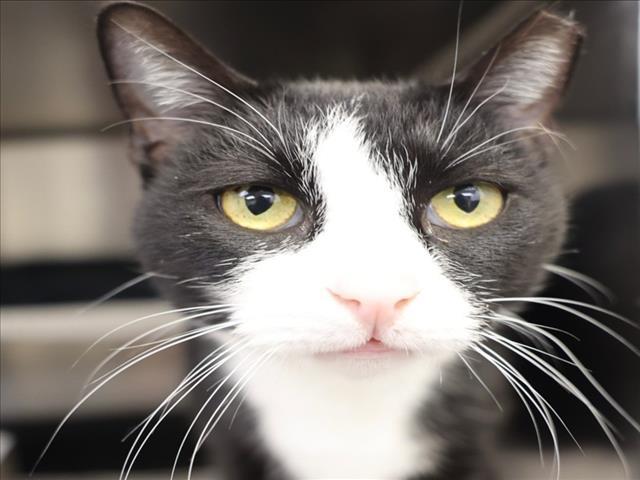 A511837, Adoptable, Adult Female Domestic Short Hair.