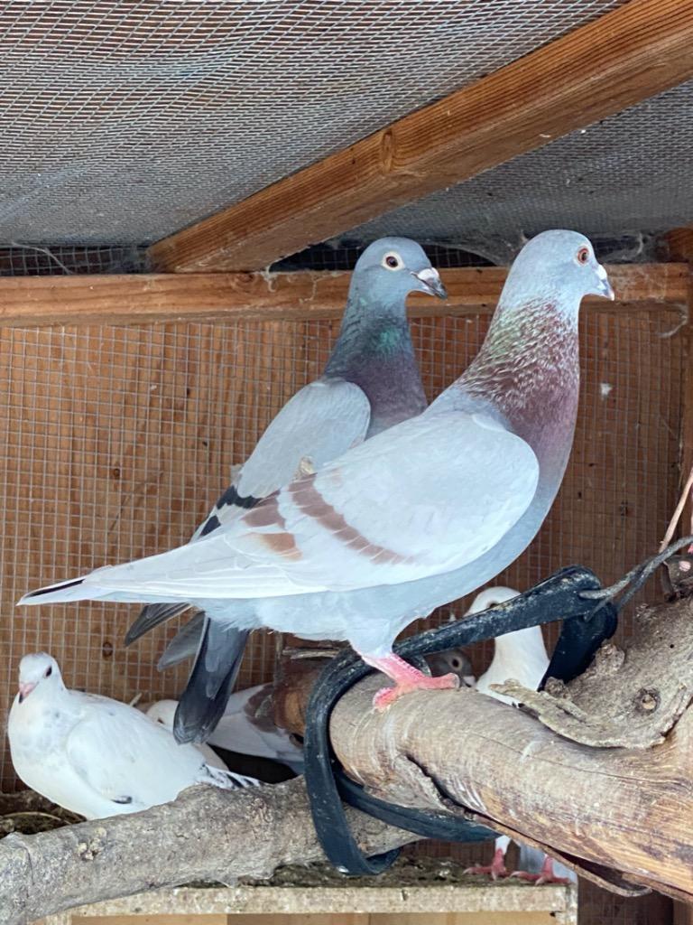 Alba w/ Batman, Adoptable, Adult Female Pigeon.