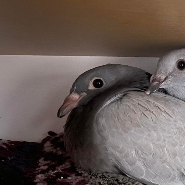 Enlarge Alba w/ Batman, a Adoptable Pigeon in San Francisco, CA image 2/4