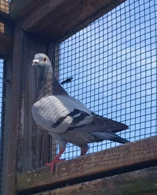 Enlarge Alba w/ Batman, a Adoptable Pigeon in San Francisco, CA image 3/4