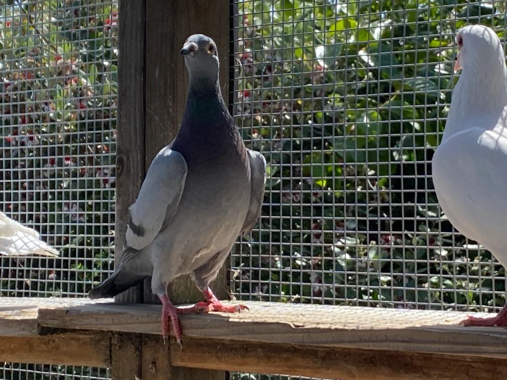 Enlarge Alba w/ Batman, a Adoptable Pigeon in San Francisco, CA image 4/4
