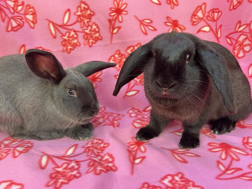 Olivia (Bonded to Selena), Adoptable, Adult Female Rex & Lop Eared.