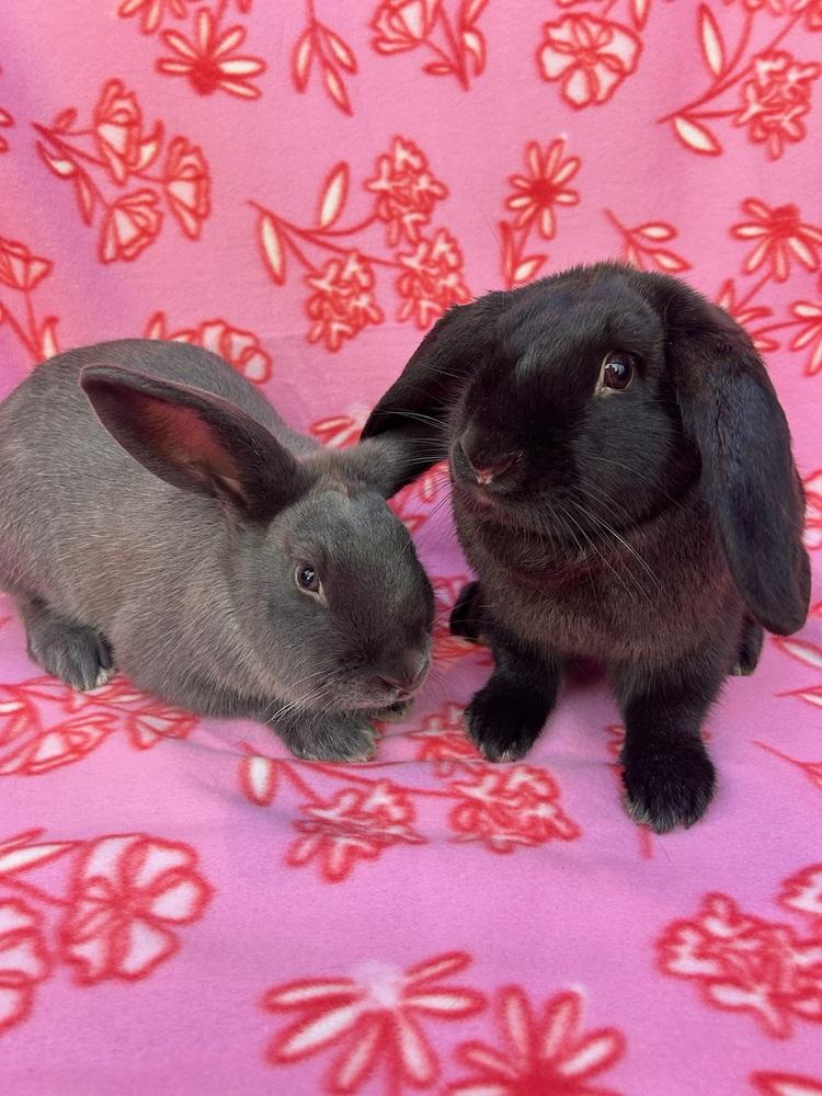 Olivia (Bonded to Selena), Adoptable, Adult Female Rex & Lop Eared.