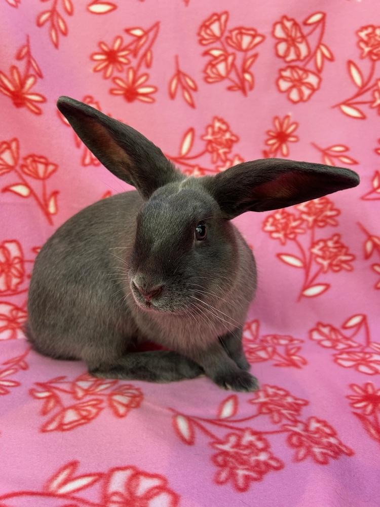 Enlarge Olivia (Bonded to Selena), a Adoptable mixed breed in Gainesville, FL image 3/4