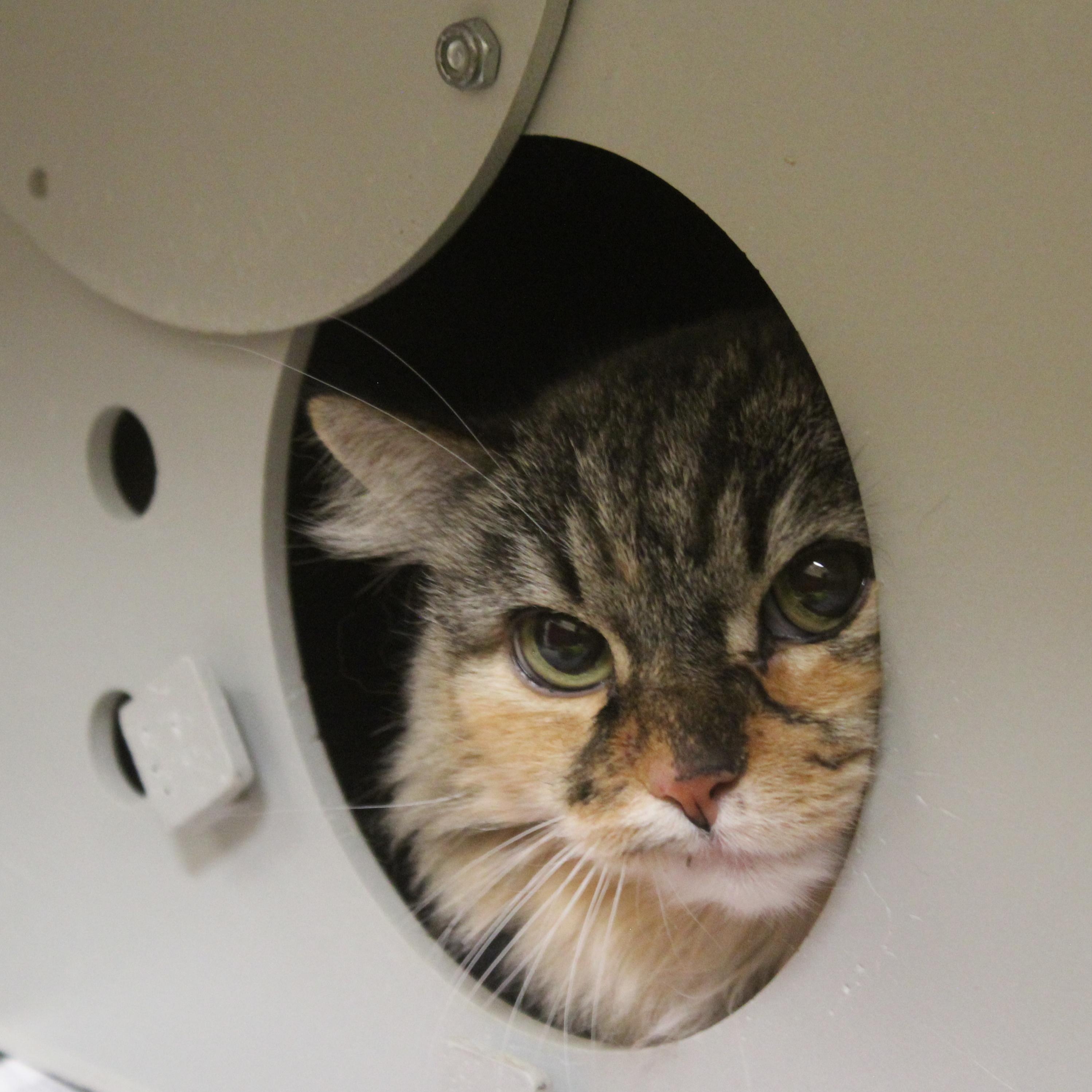 Enlarge Unagi [Spicy Kitty], a ADOPTABLE mixed breed in Yucca Valley, CA image 1/1