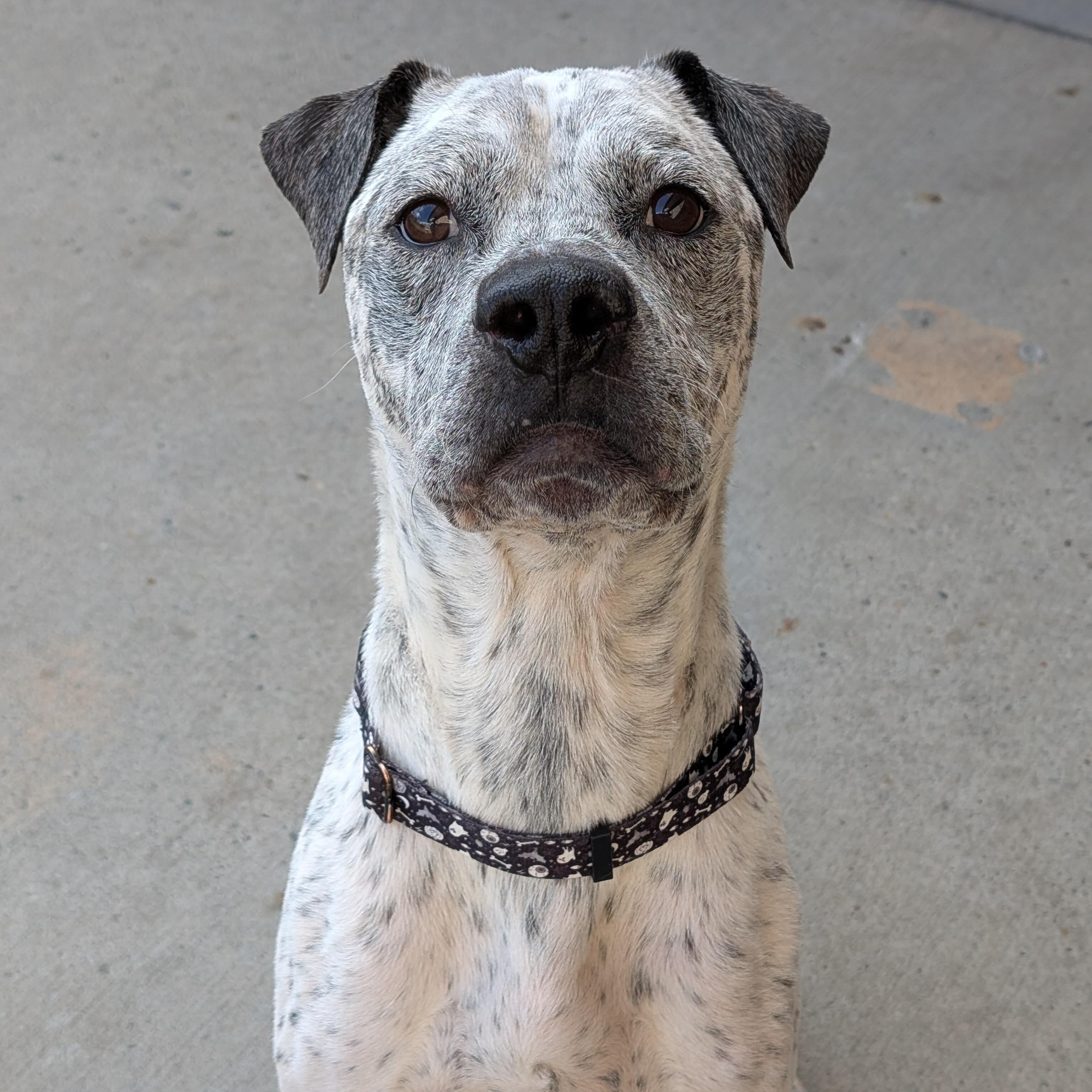 Hector, ADOPTABLE, Adult Male Boxer.