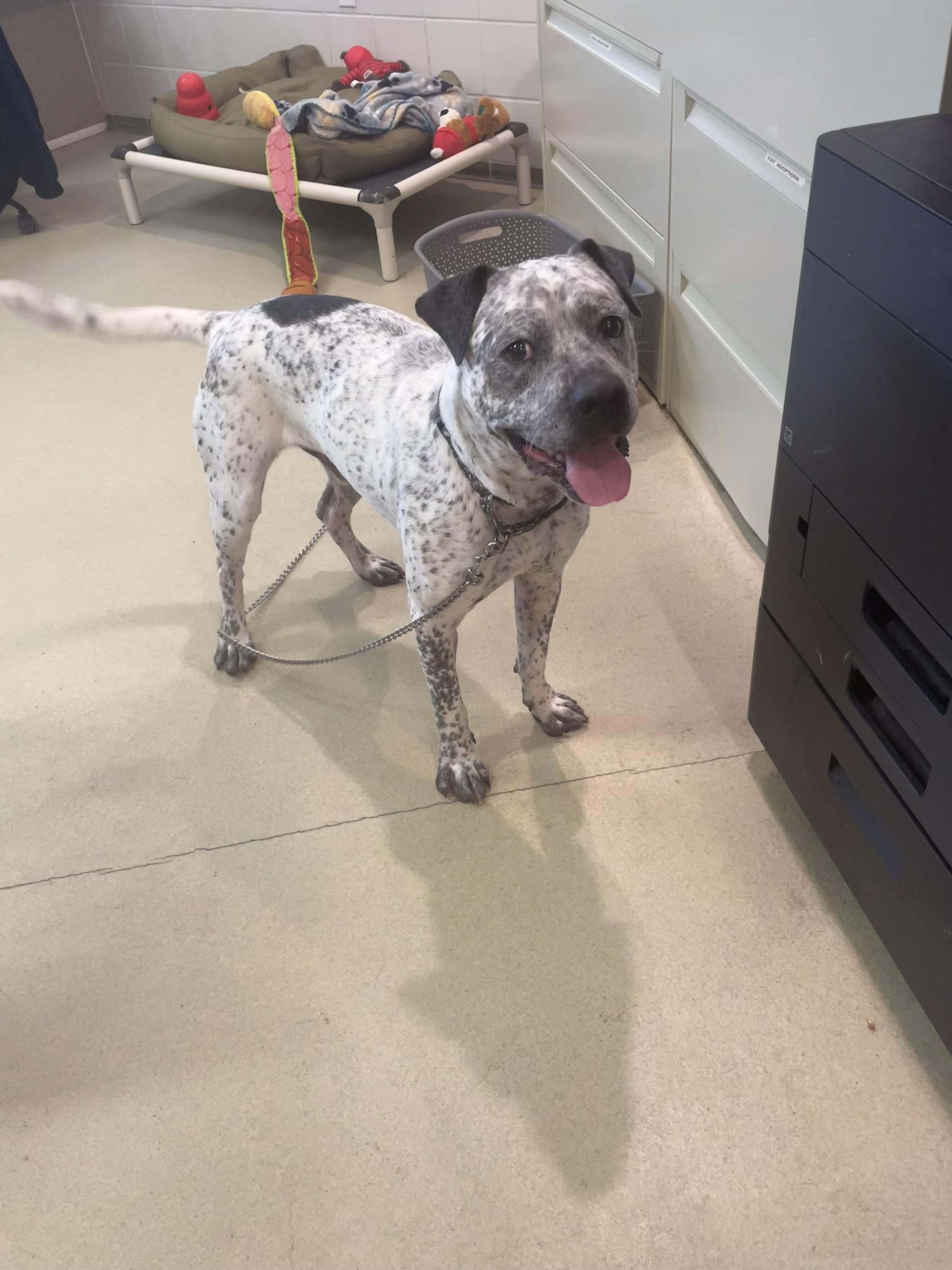 Enlarge Hector, a ADOPTABLE mixed breed in Renfrew, PA image 5/6