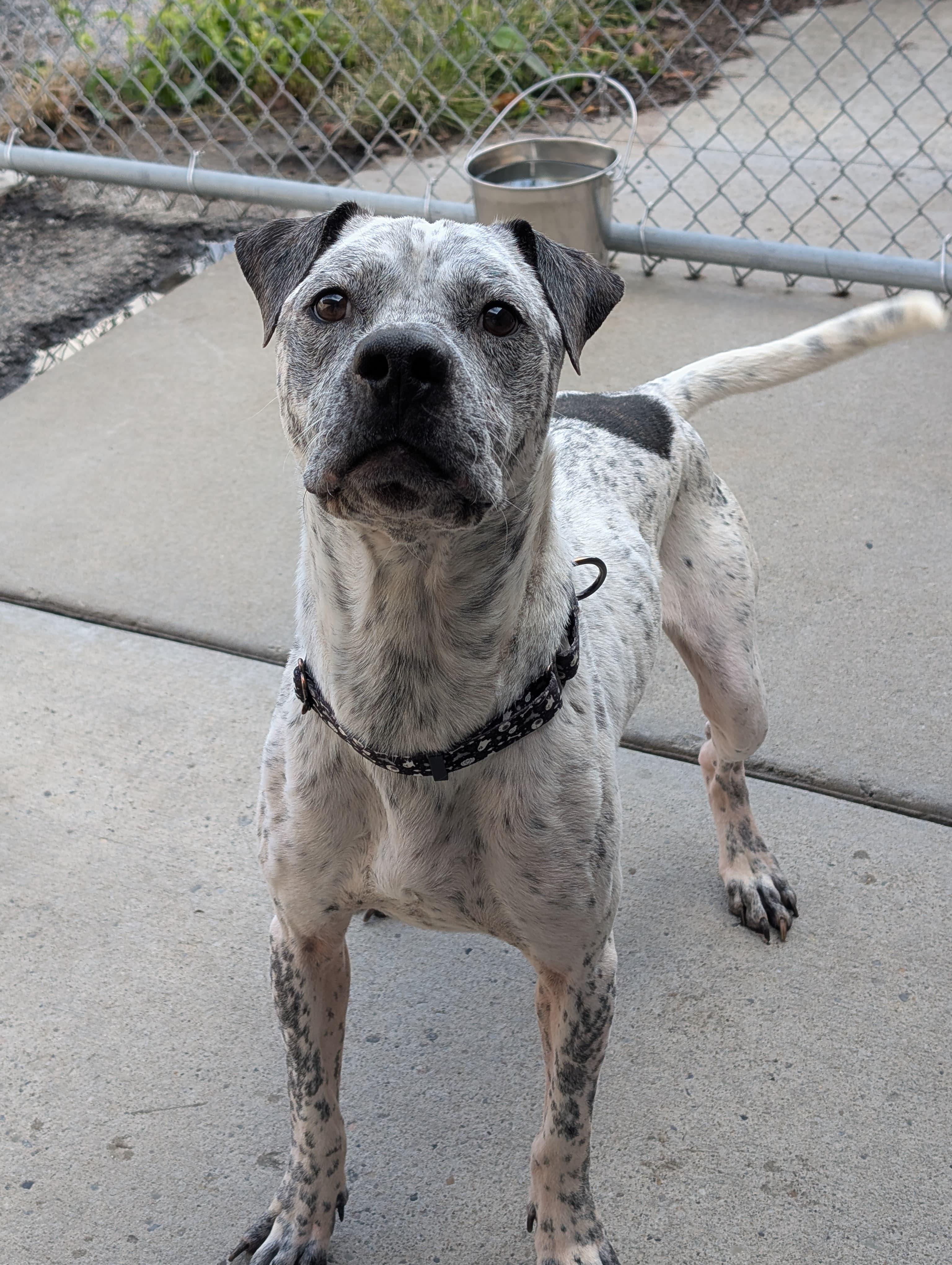 Enlarge Hector, a ADOPTABLE mixed breed in Renfrew, PA image 2/6