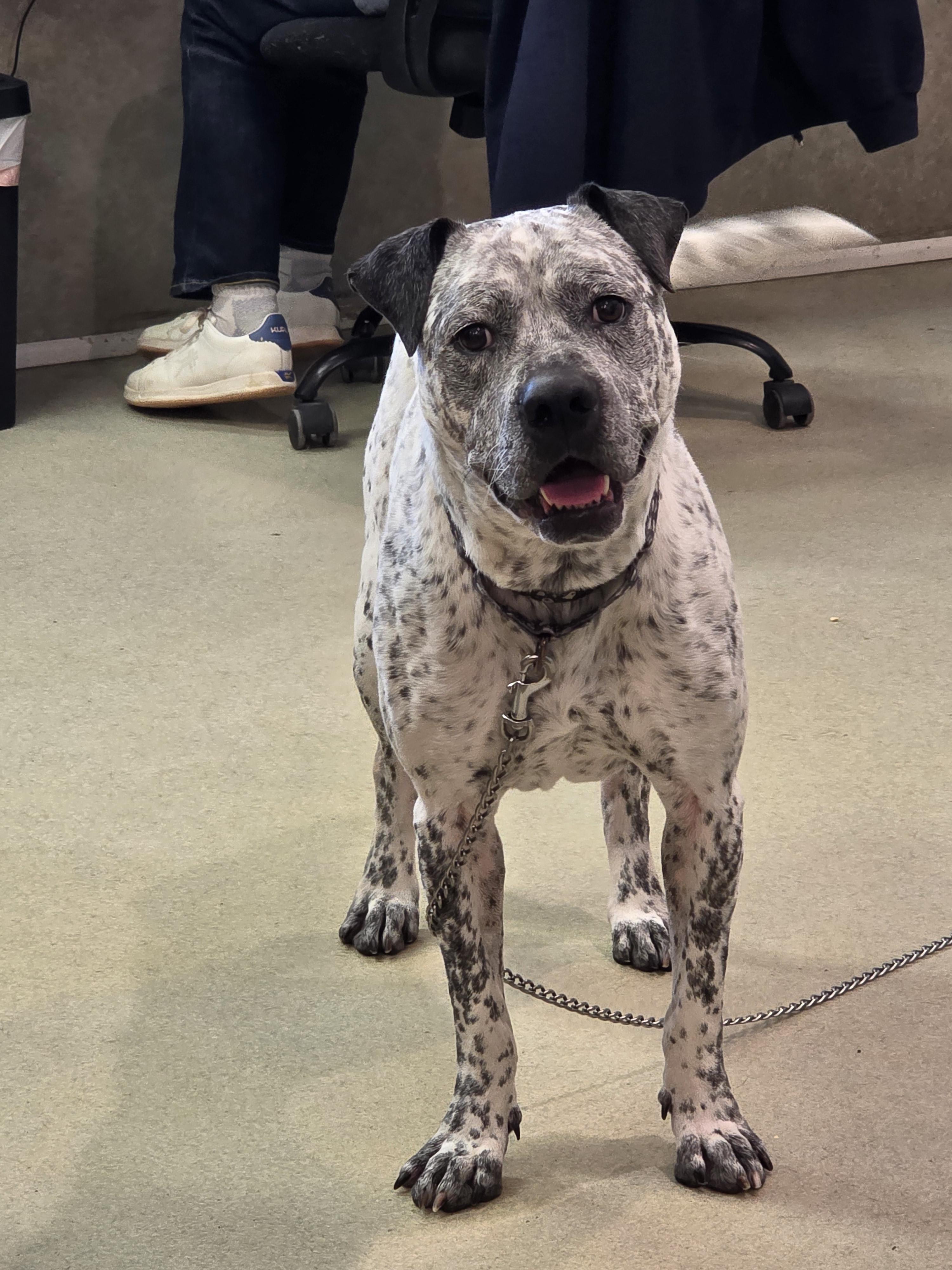 Enlarge Hector, a ADOPTABLE mixed breed in Renfrew, PA image 3/6